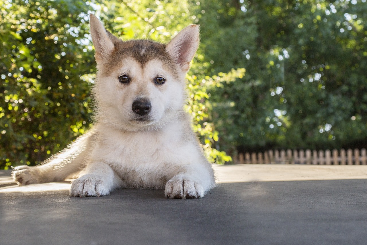 Tips for Feeding Large Breed Puppies